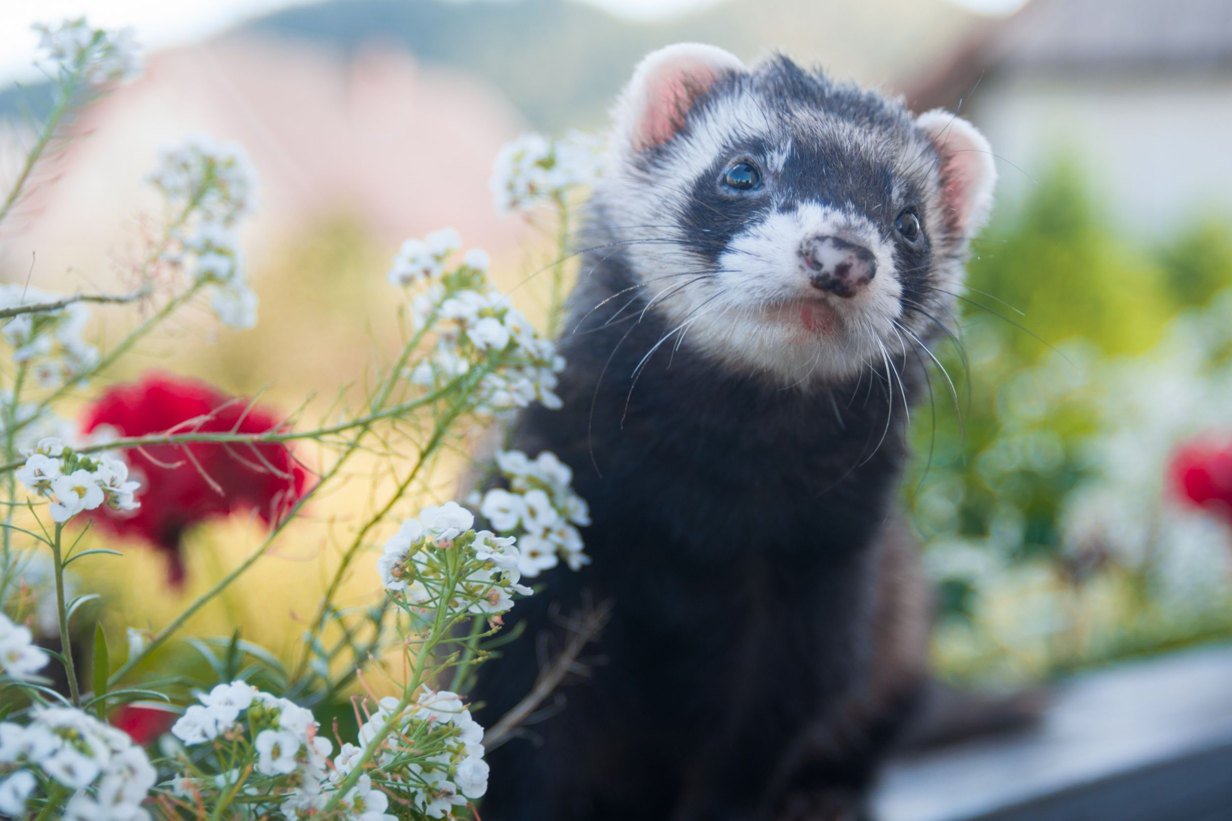 Ferrets Playful Protectors