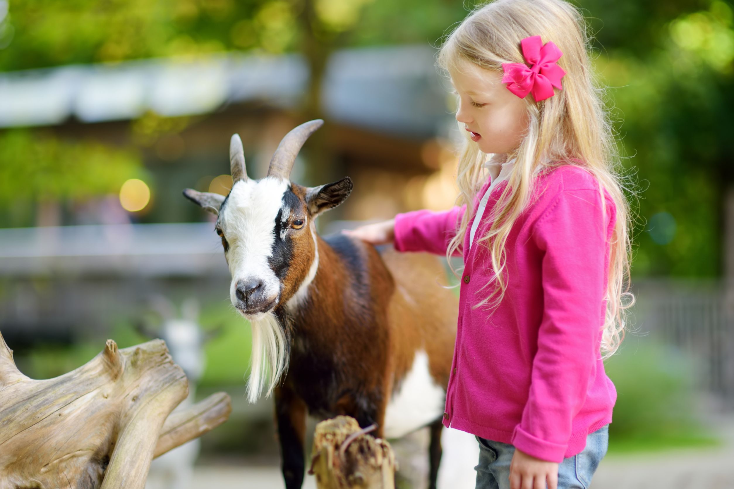 Goats Surprisingly Sentimental