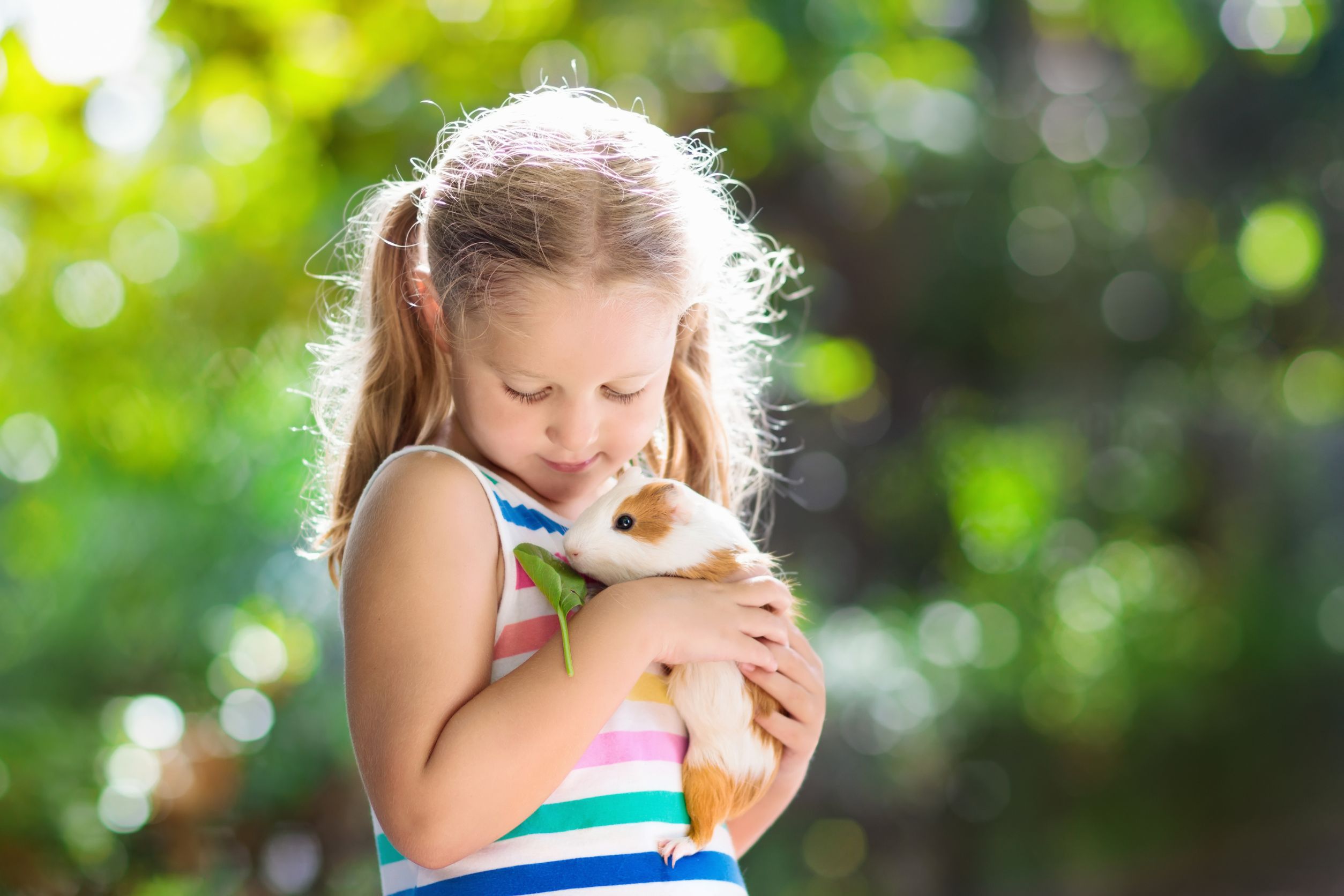 Guinea Pigs Affectionate Little Friends