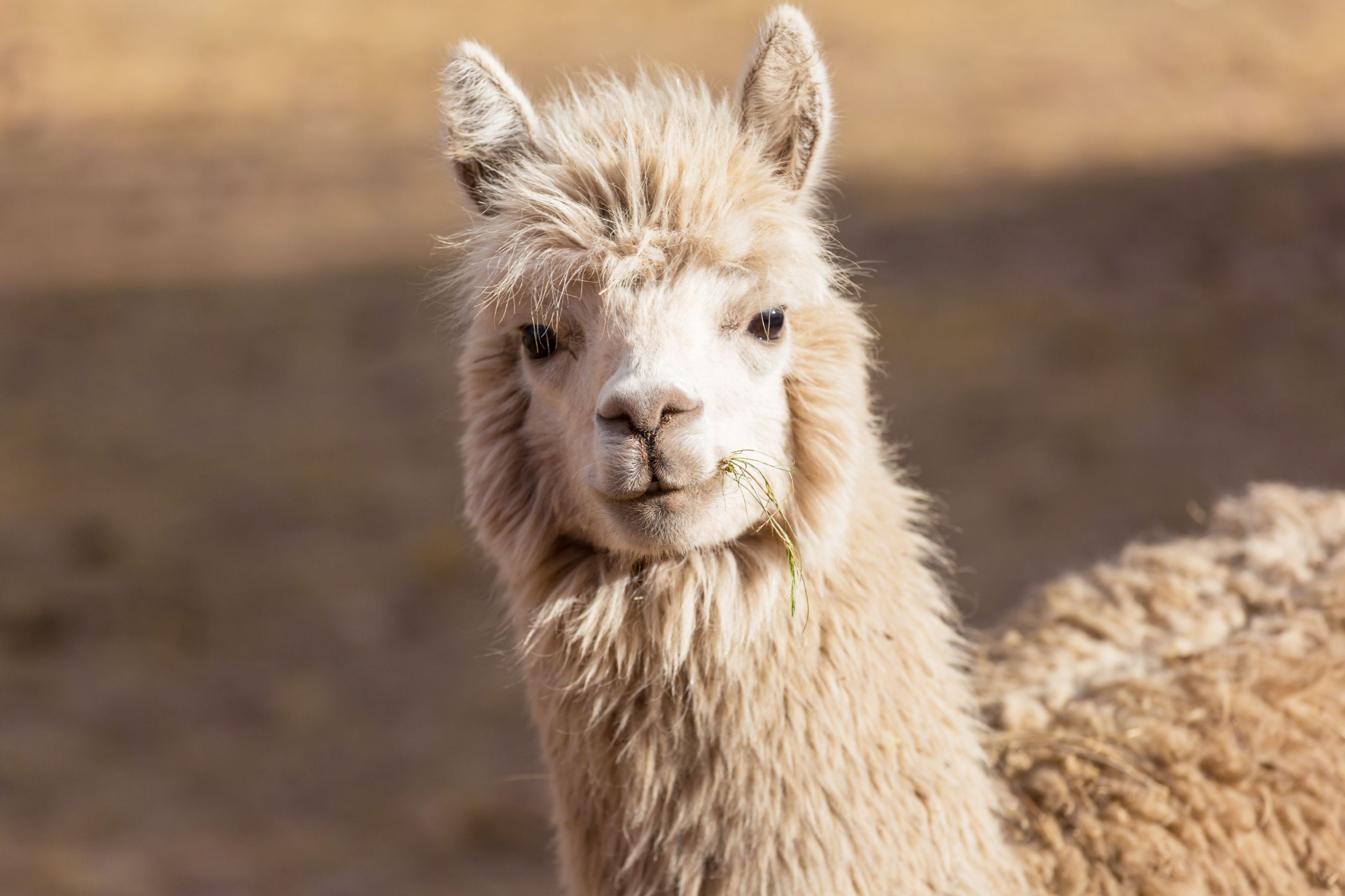 Llamas Protective and Personable