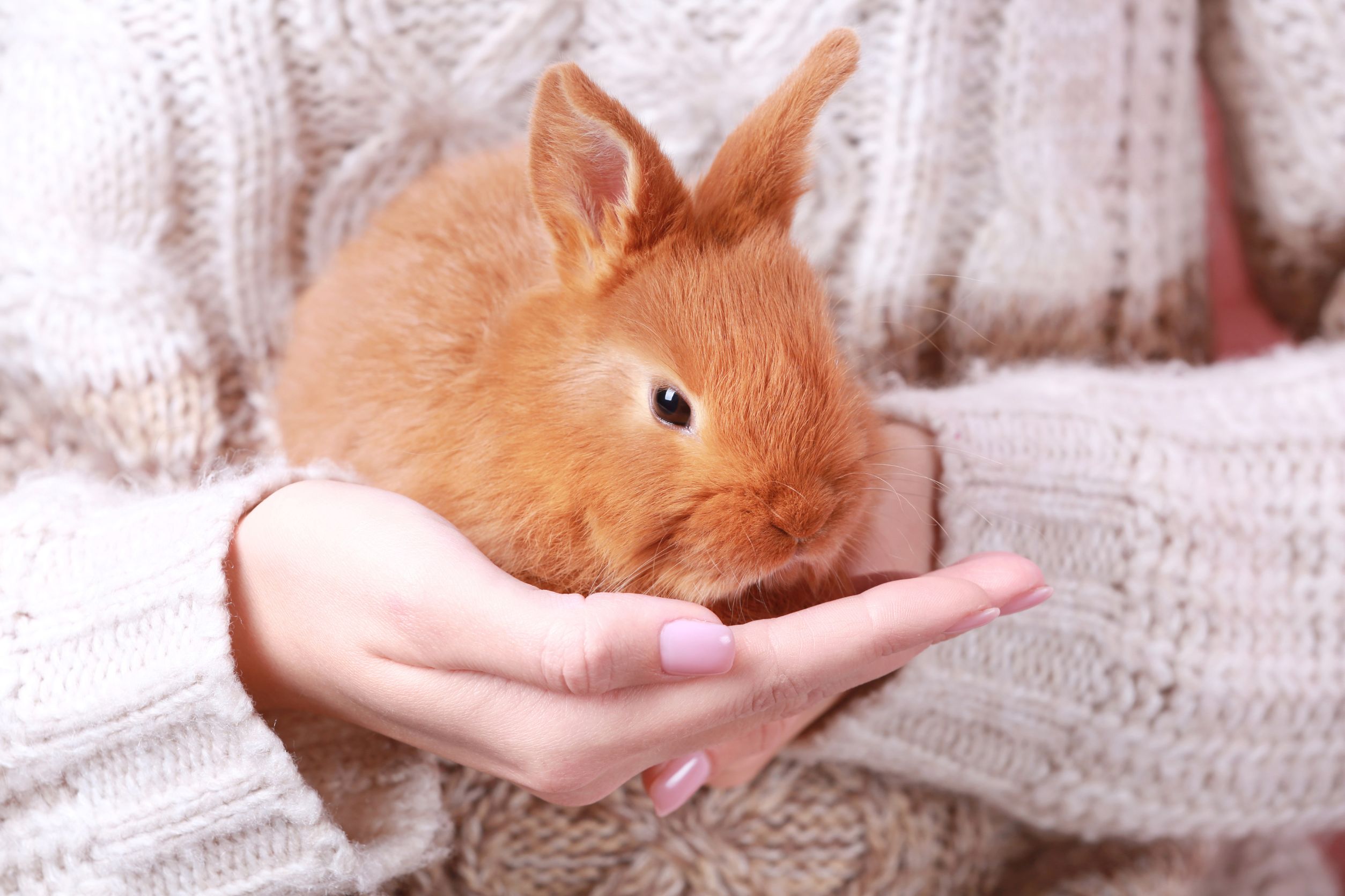 Rabbits Gentle and Devoted