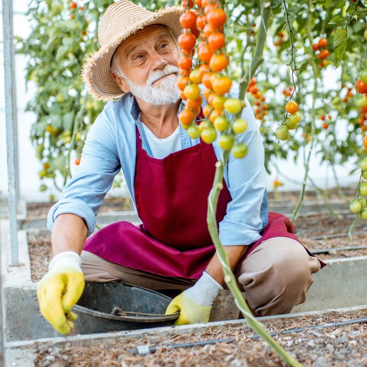 an old man planting vegetables