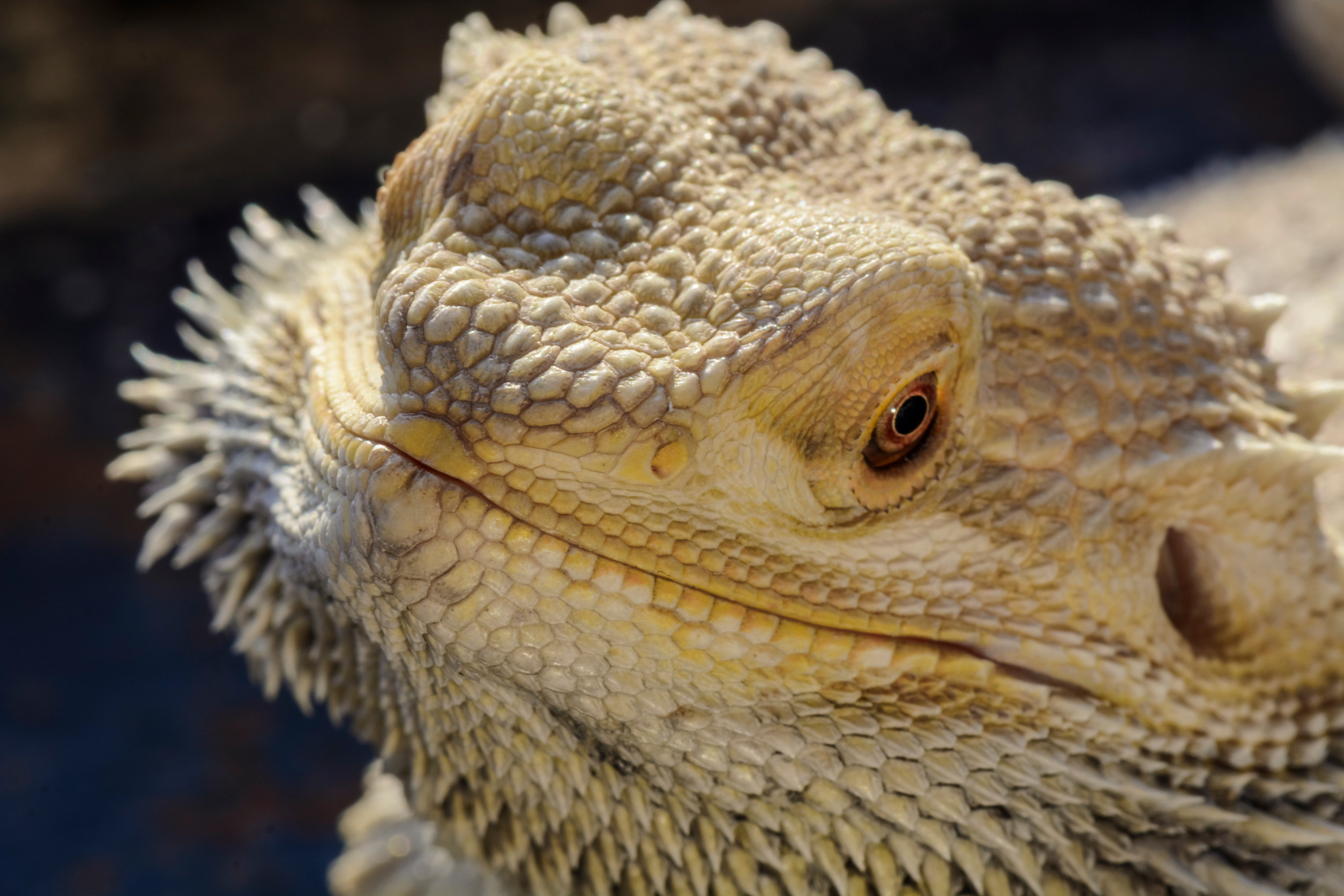 Bearded Dragons