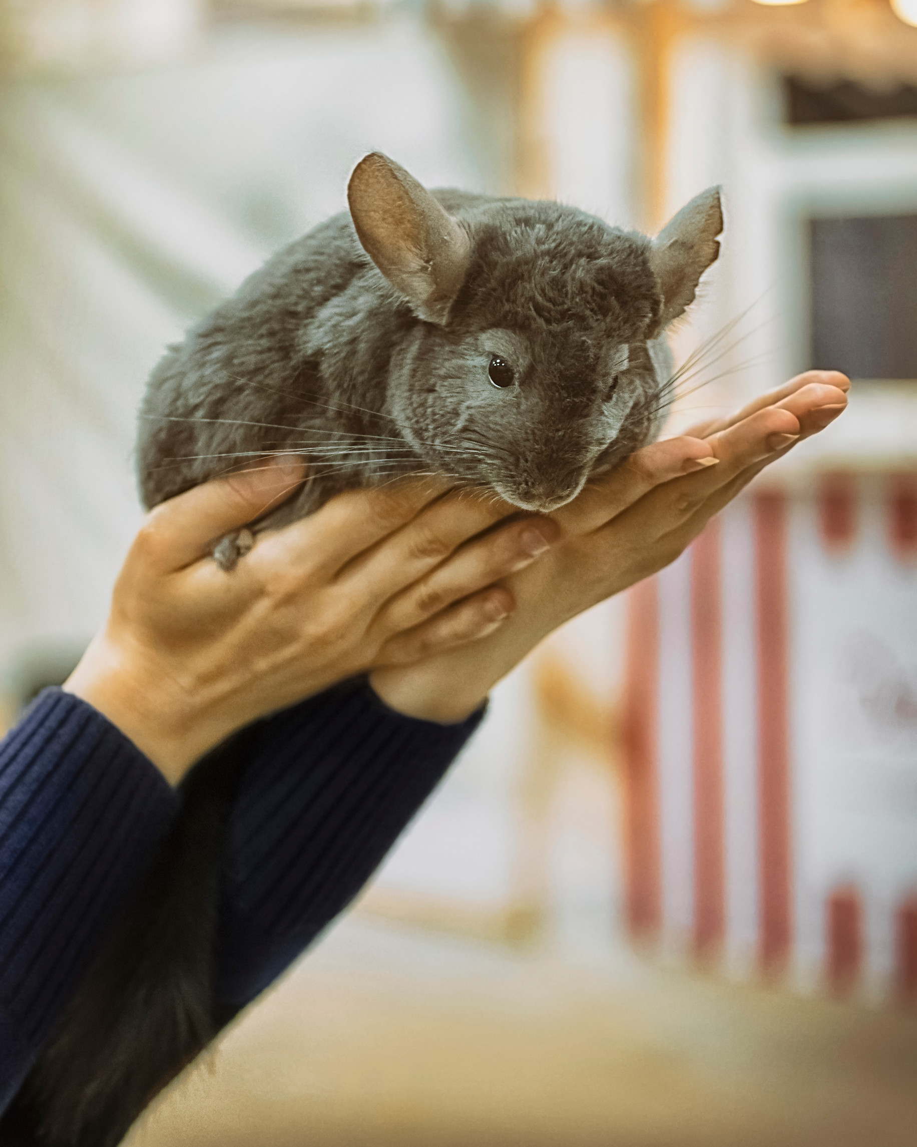 Chinchilla