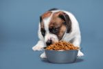 Puppy eating dog food