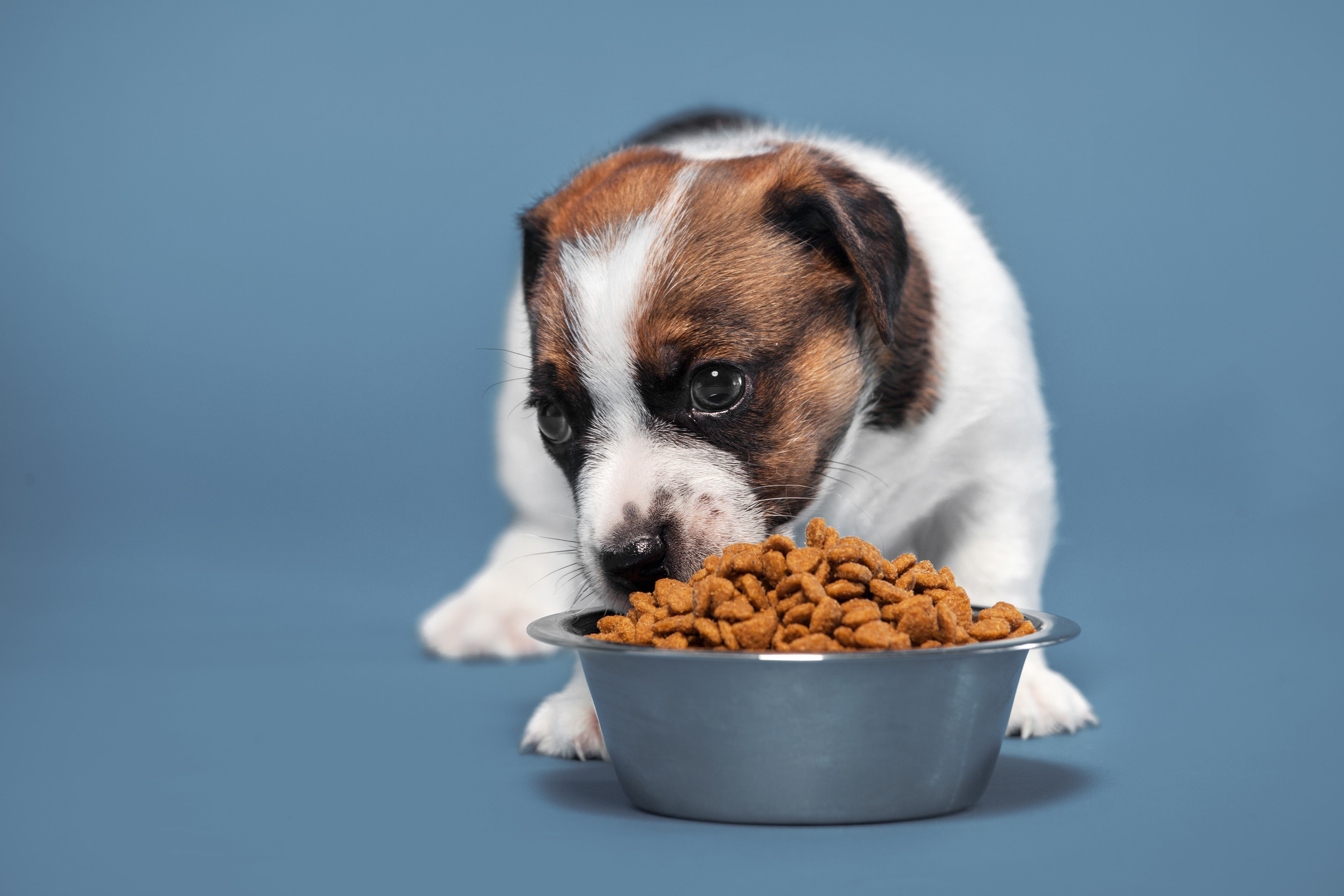 Puppy eating dog food