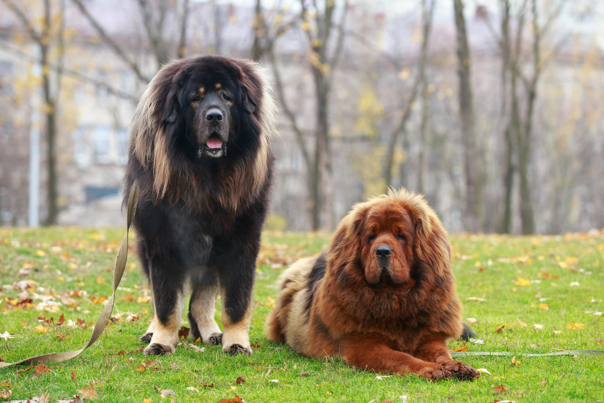 Tibetan Mastiffs