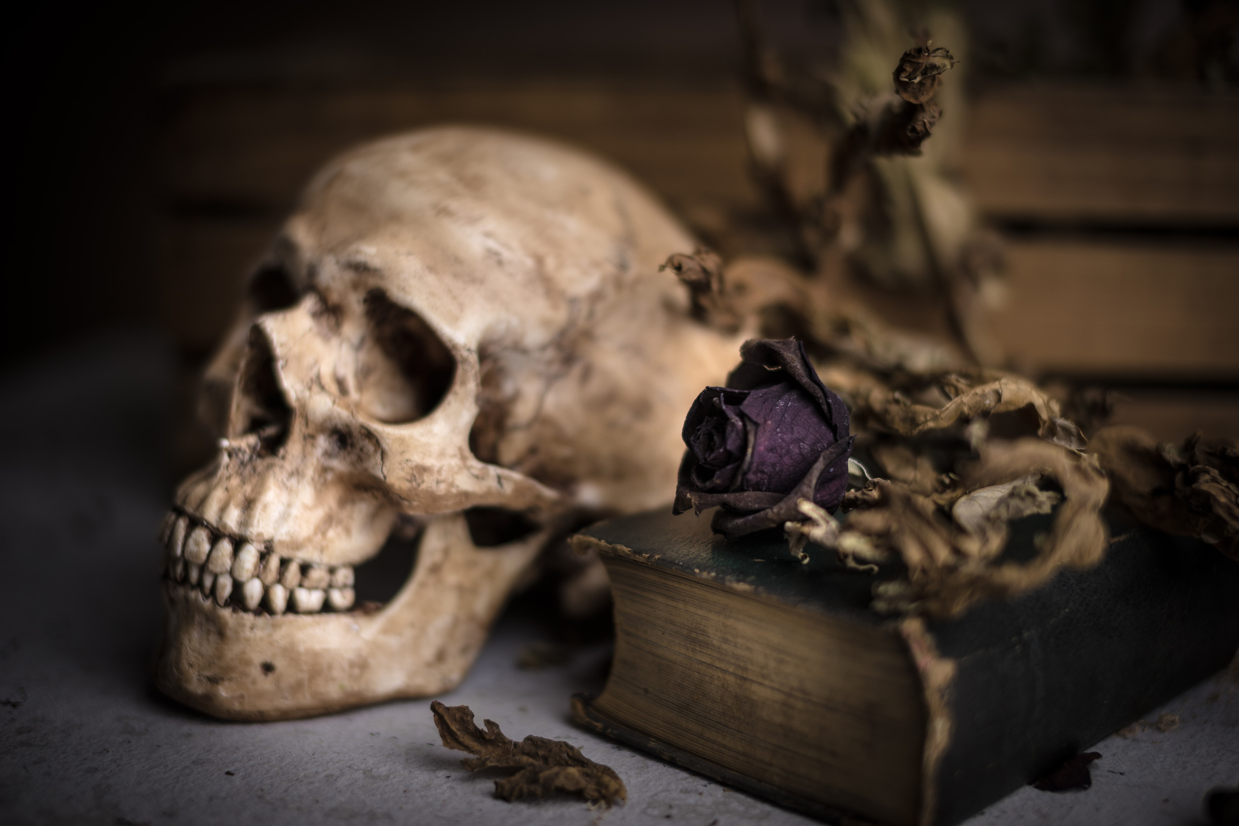 Still life with skull near old book with dry rose