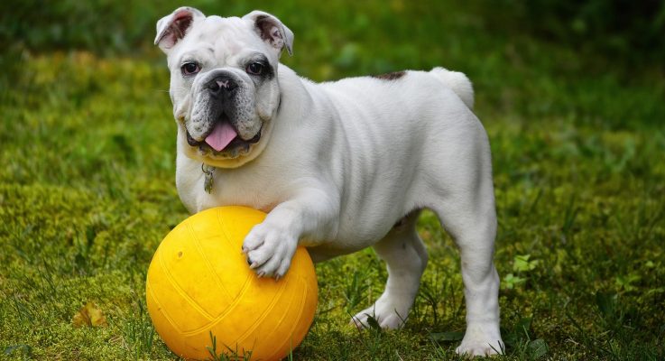 10 Simple Things That Will Make Your Dog’s Tail Wag with Joy